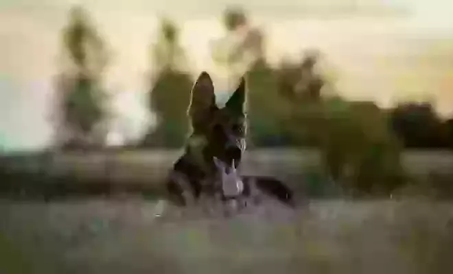 Bone Canis